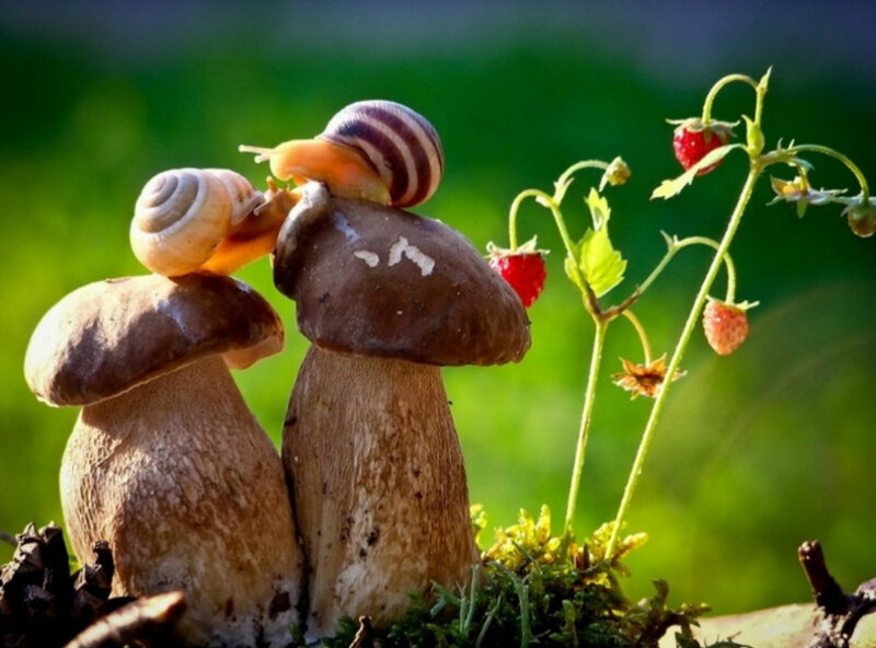 Snails on Mushrooms