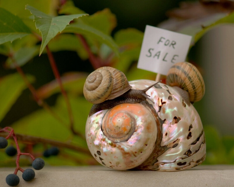 Snails on Shell