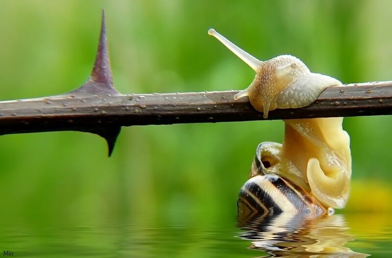 Snails on Thorny Branch