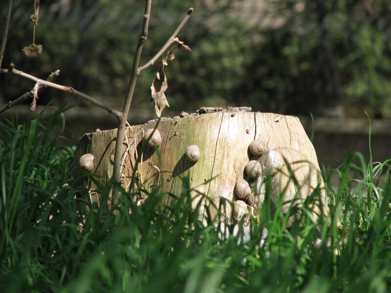 Snails on Tree Stump