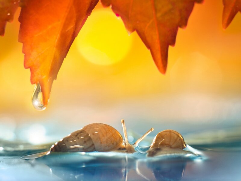 Snails on Water