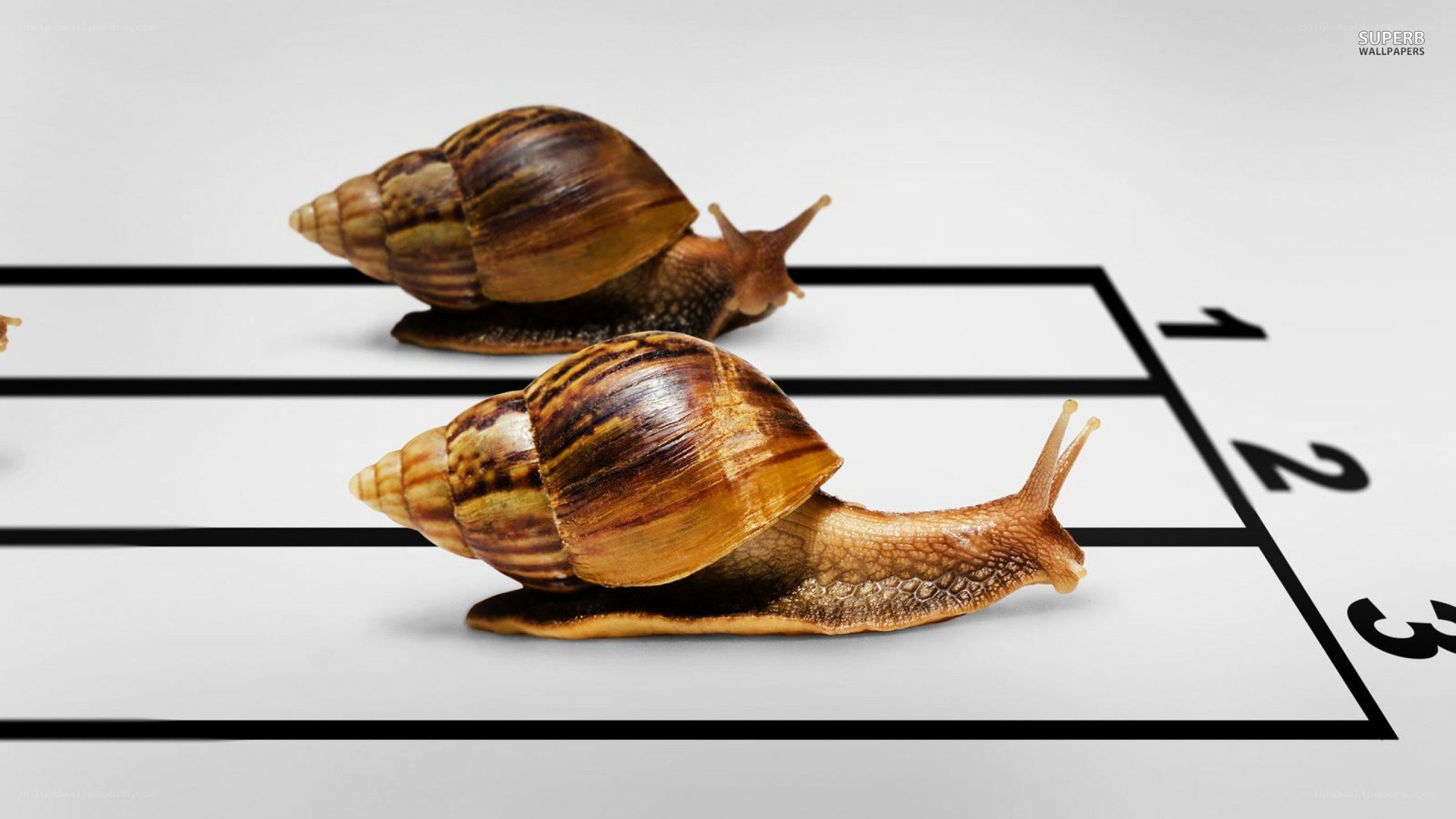 snails racing on a track