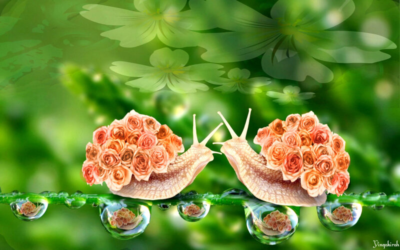 Snails with Rose Shells