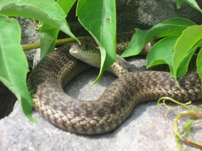 snake among green leaves