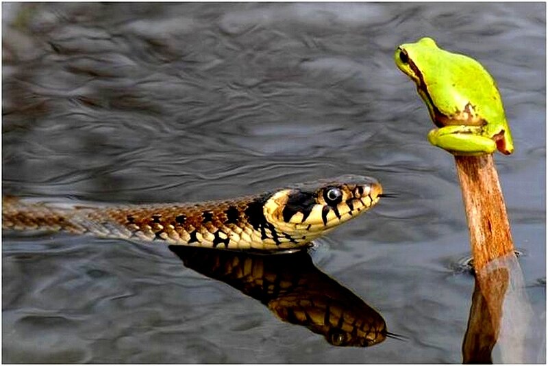 Snake and frog in water