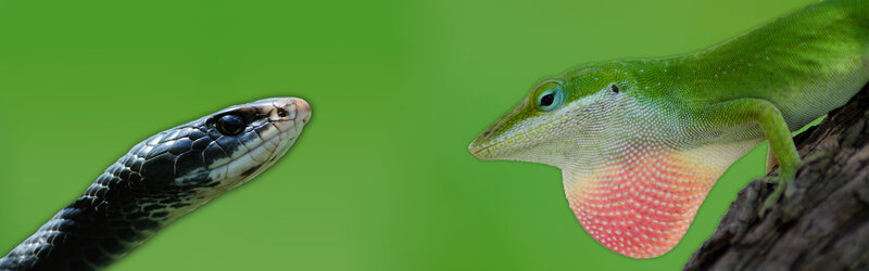 snake and lizard facing each other