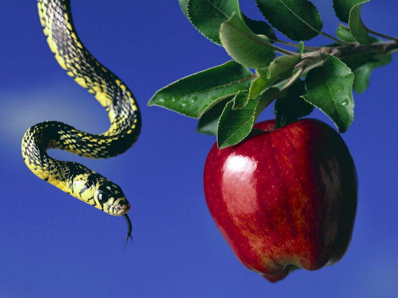 snake and red apple