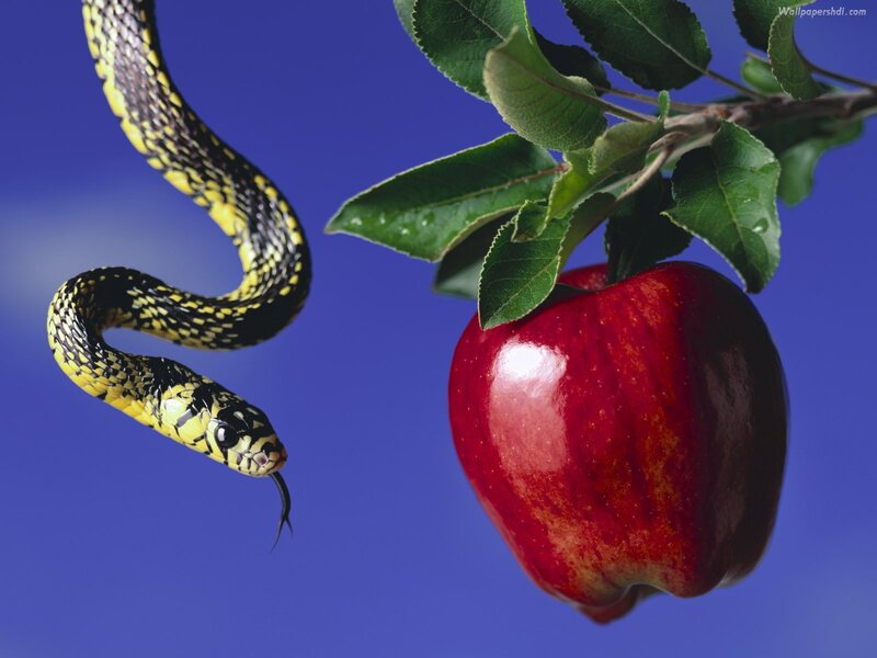 Snake Approaching Apple — Red