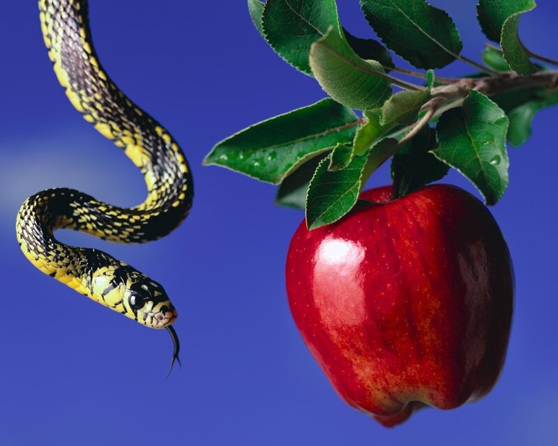 Snake Approaching Apple