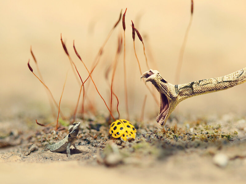 Snake Attacking Beetle