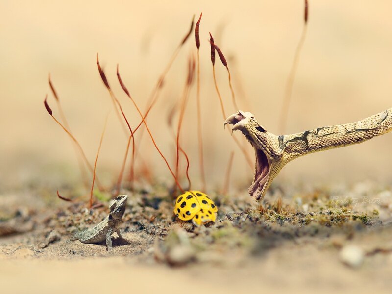 Snake Attacking Lizard