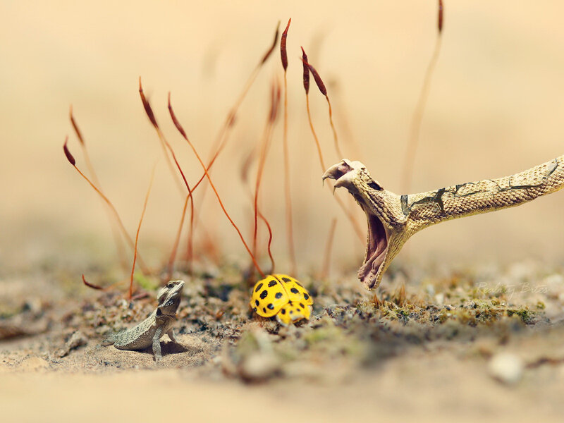 Snake attacks lizard and ladybug