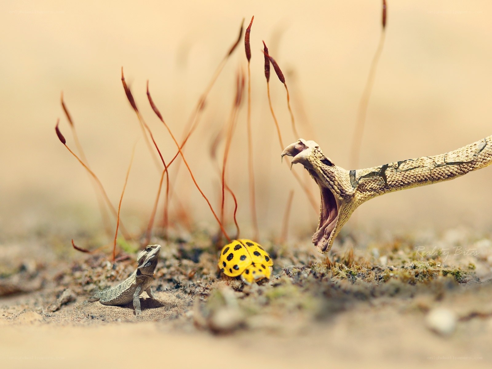 Snake attacks lizard in miniature scene
