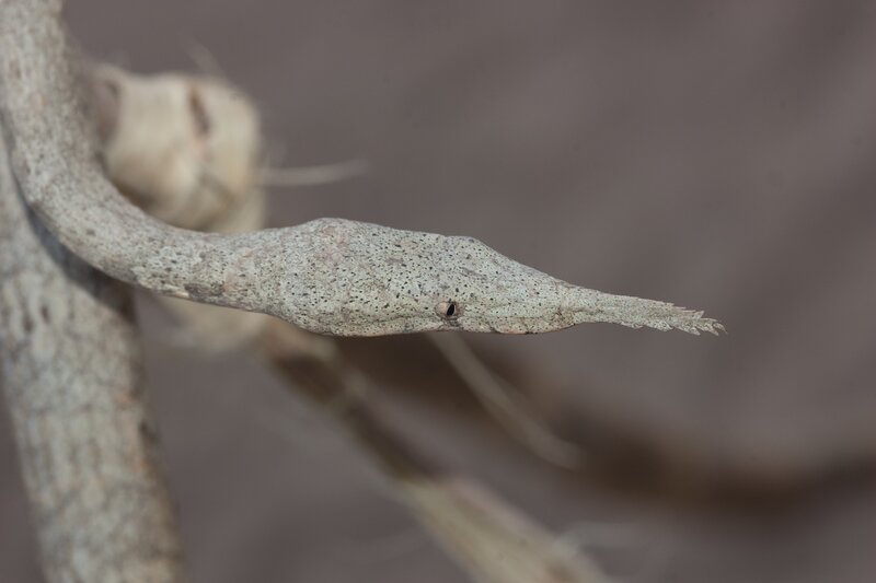 snake camouflaged on branch