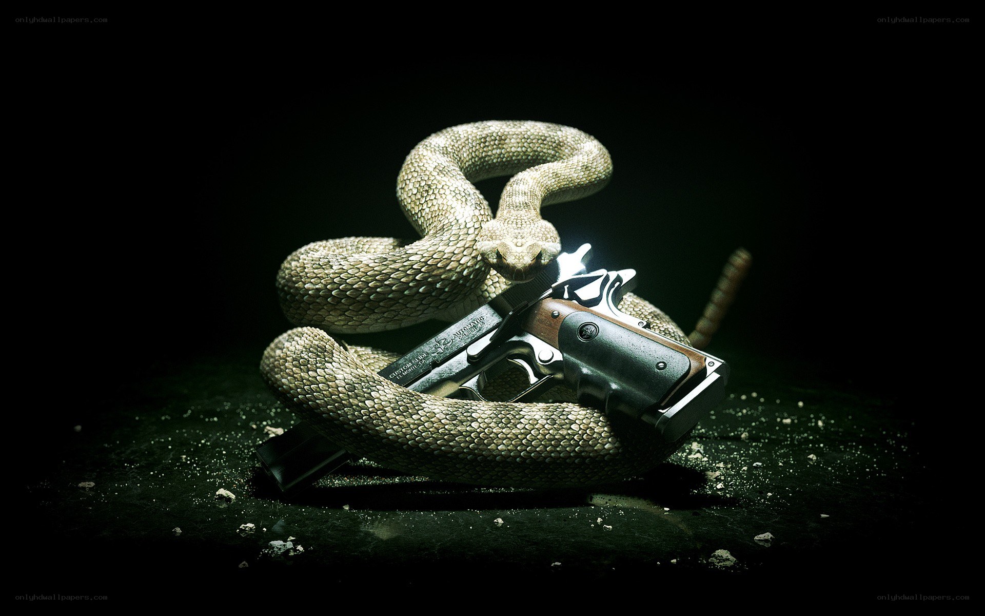 Snake coiled around a gun