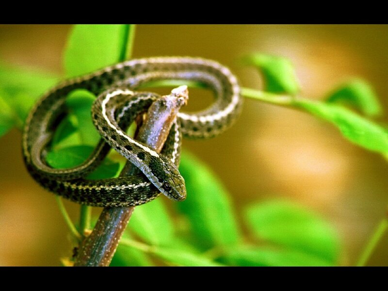Snake Coiled on Branch
