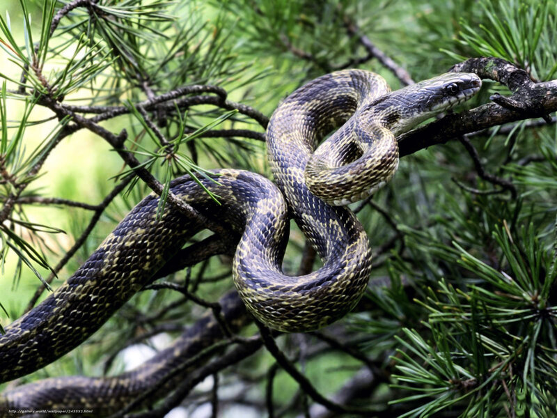 snake coiled on pine branch
