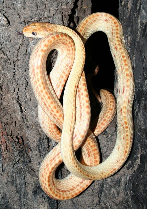 snake coiled on tree bark