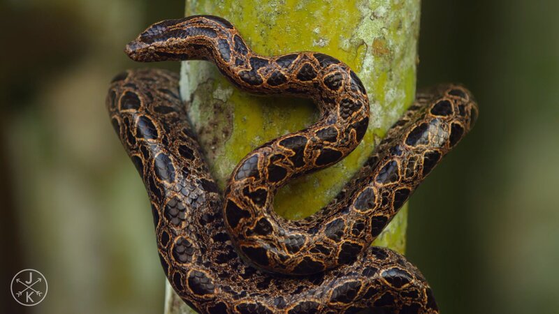 Snake Coiled on Tree