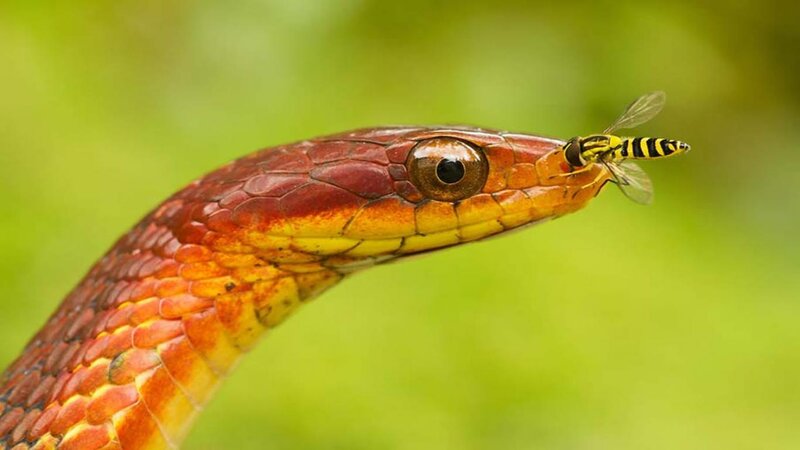 Snake Eating a Fly