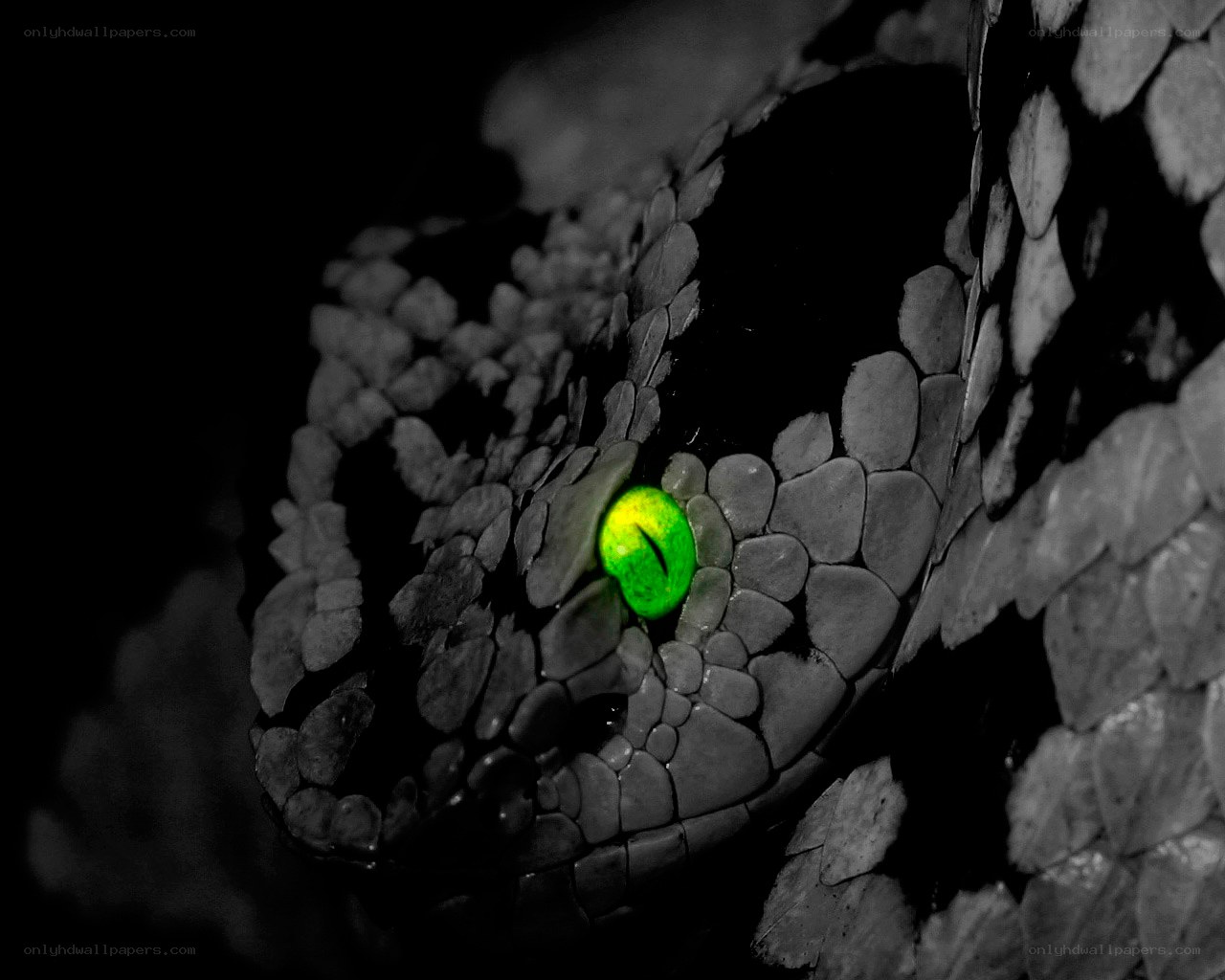 snake eye in darkness