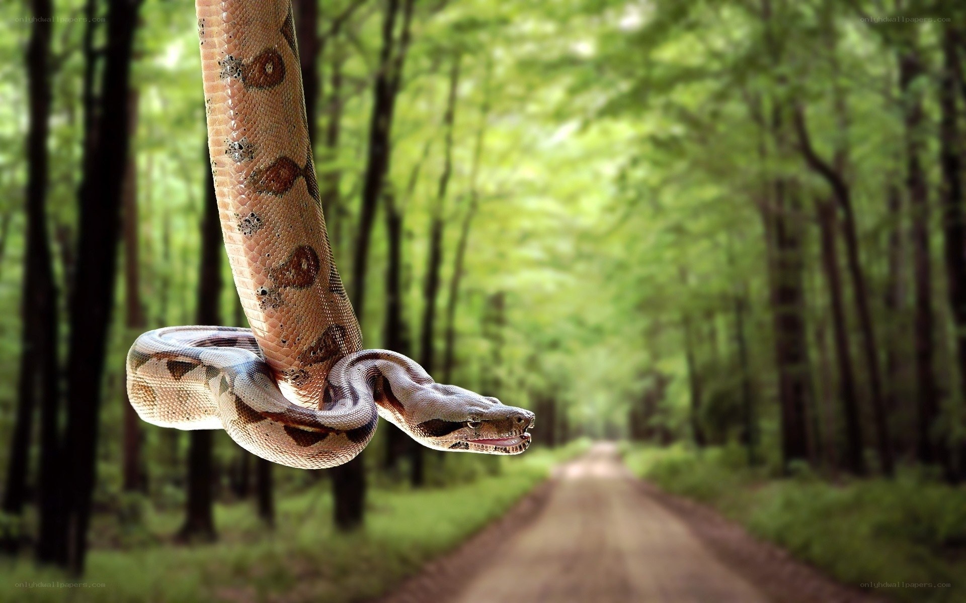 snake hanging in forest