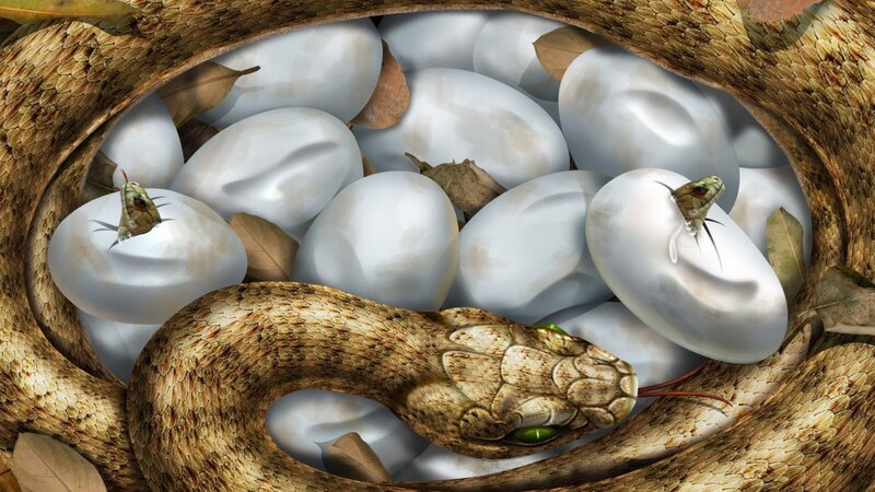 snake hatching eggs