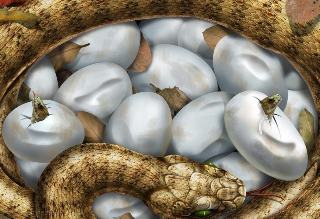snake hatching eggs