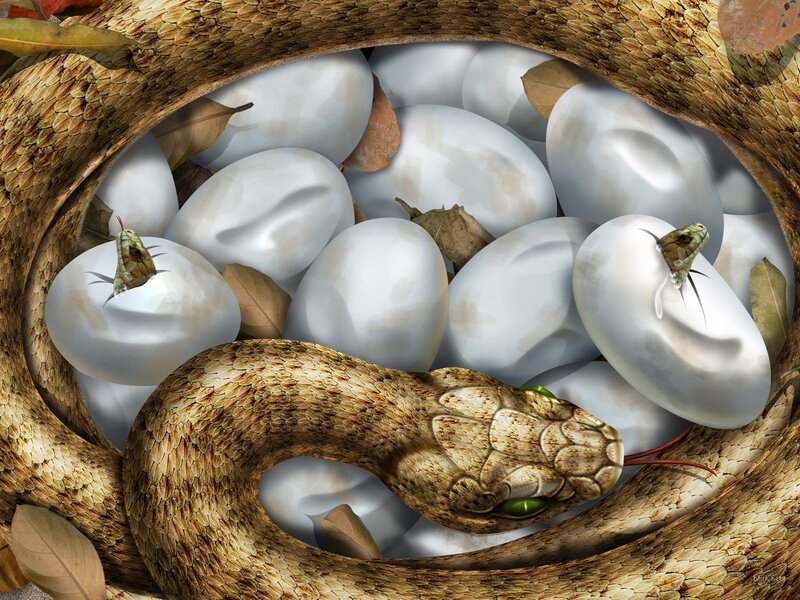 Snake Hatching Eggs — Brown