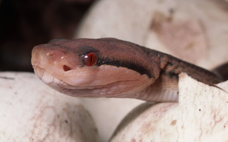 snake hatching from egg