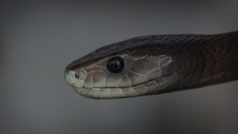 Snake Head Close-up — Gray