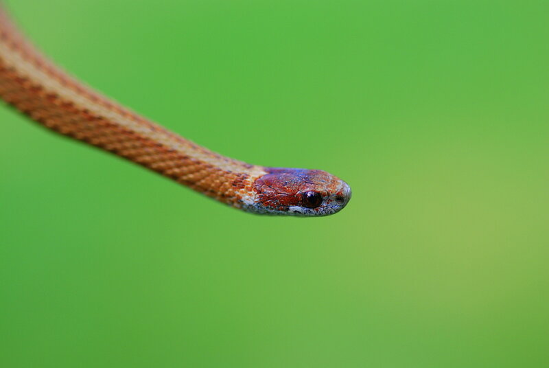 Snake Head Close-up — Green