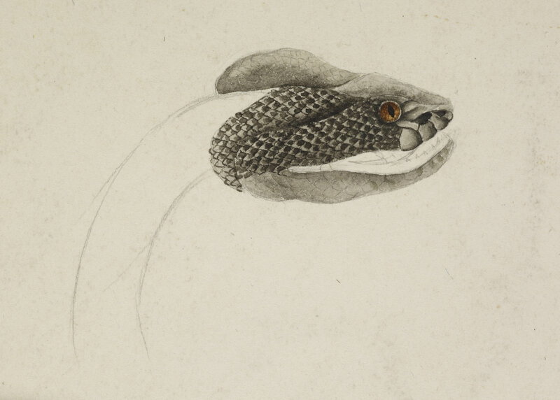 Snake Head Drawing