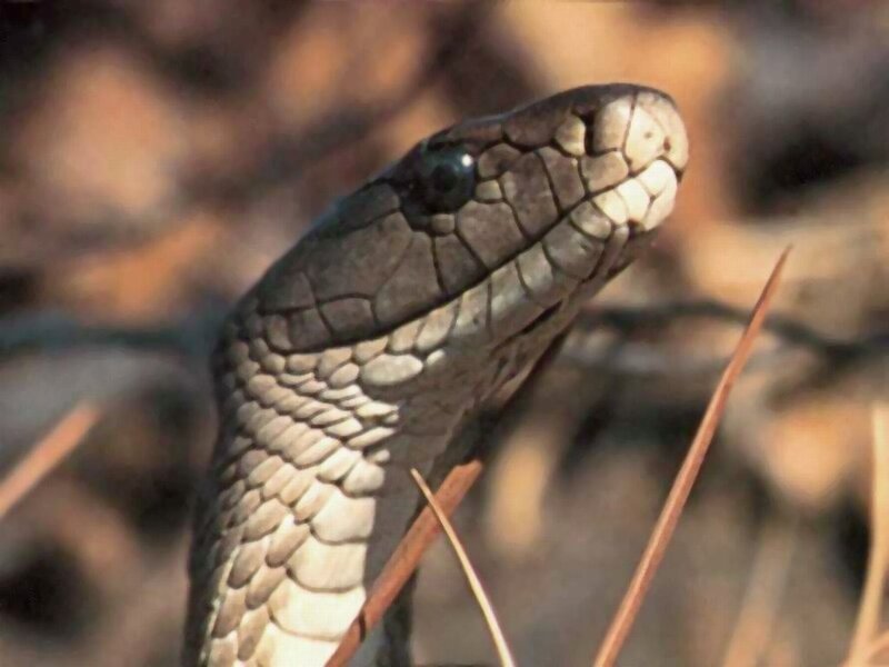 Snake Head in Grass