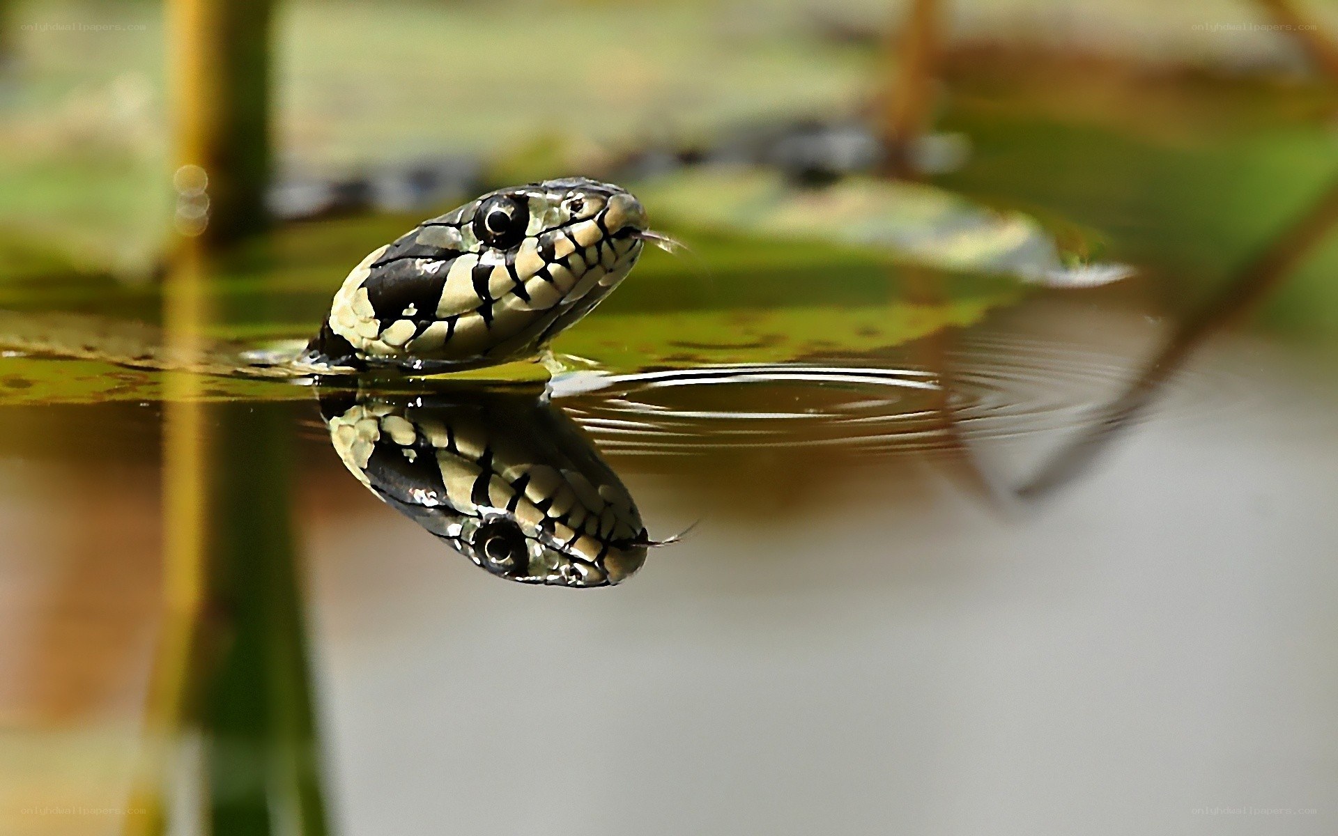 snake head in pond water