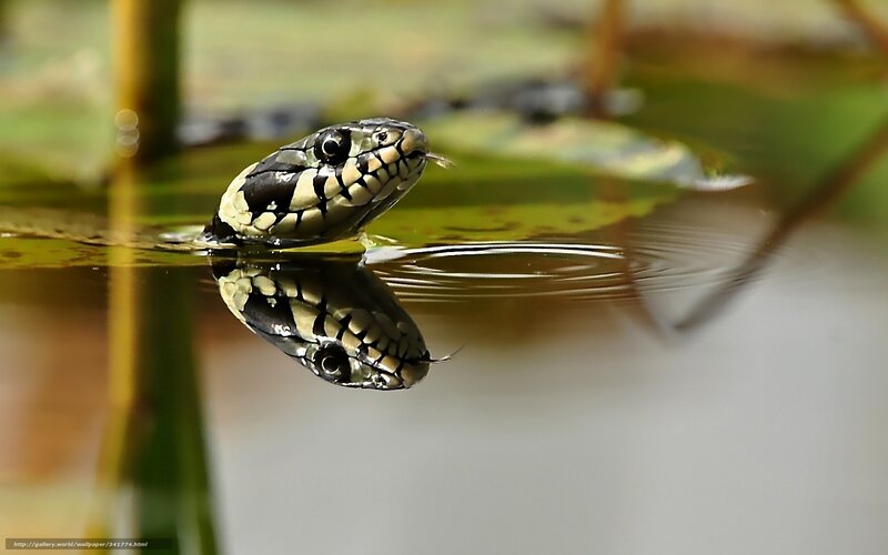 snake head in water
