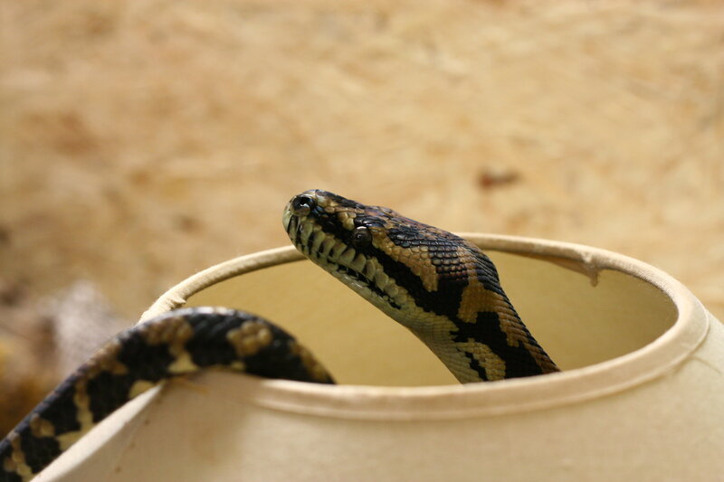 snake in a container
