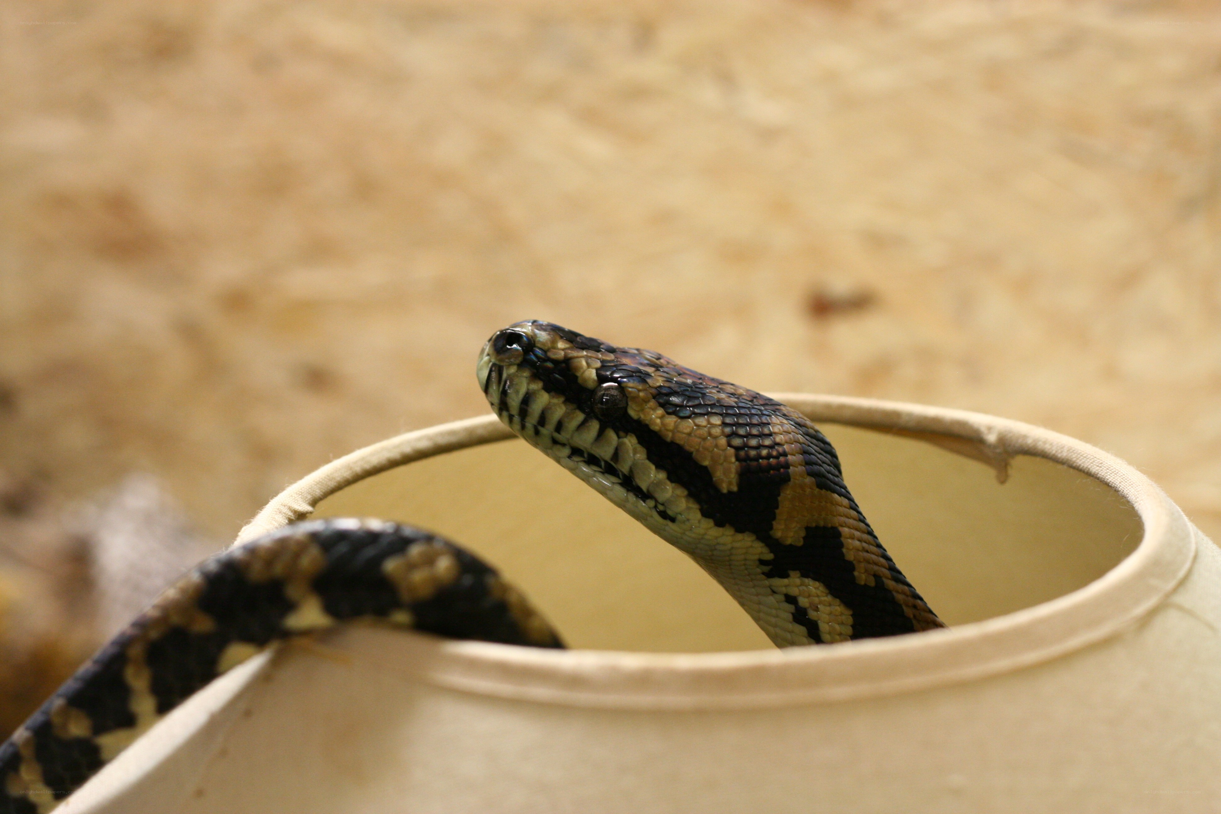 snake in a container