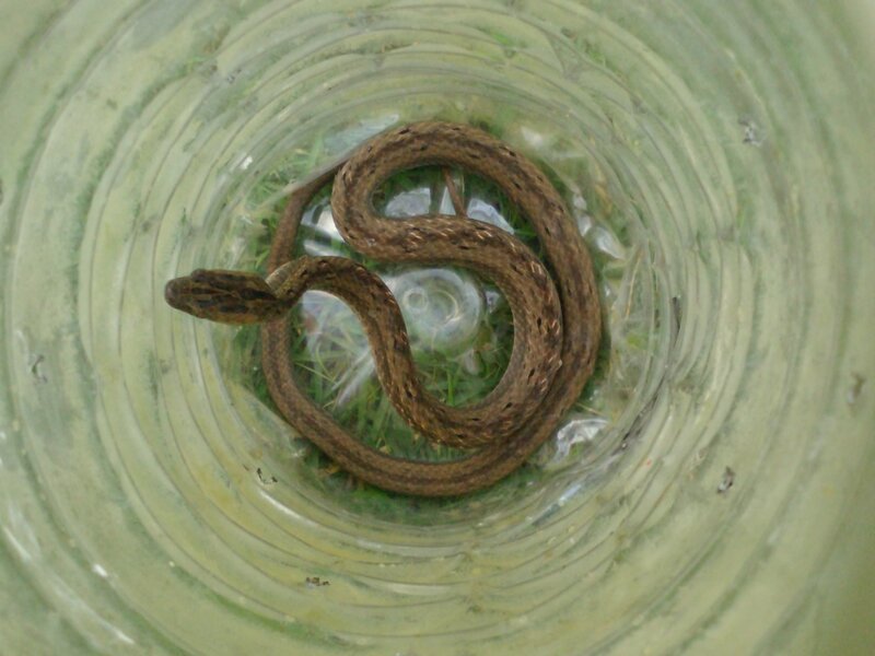 Snake in a Glass Jar