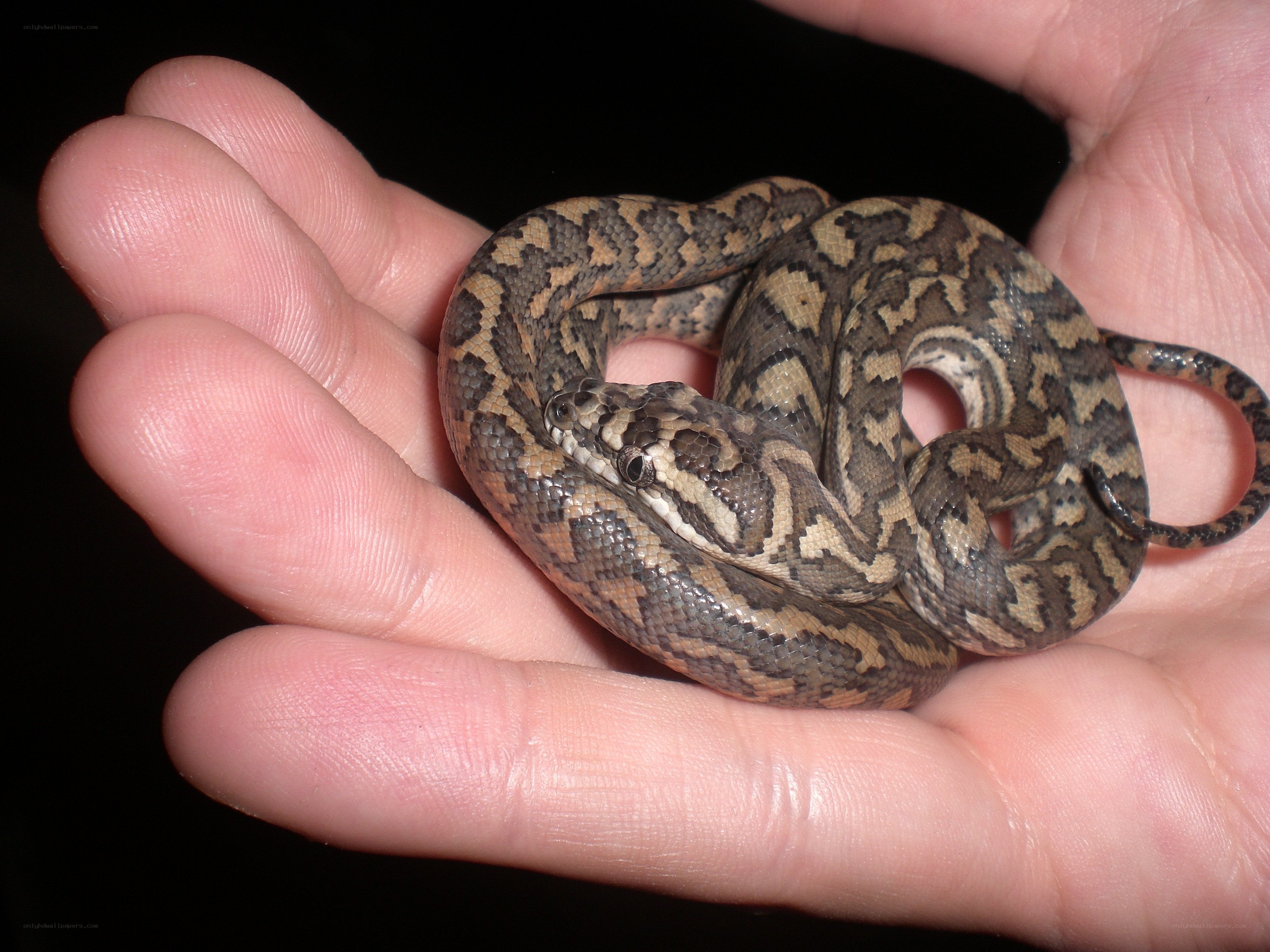 snake in a person's hand