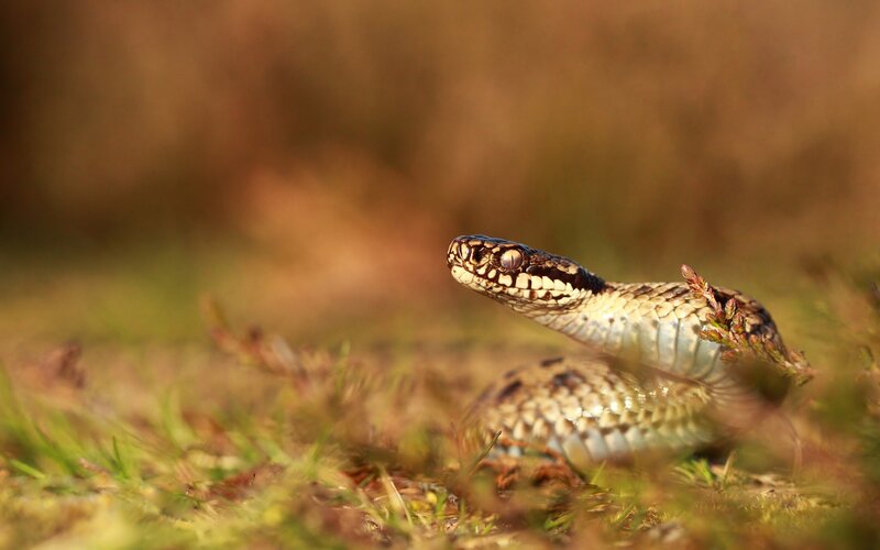 snake in grass at sunset