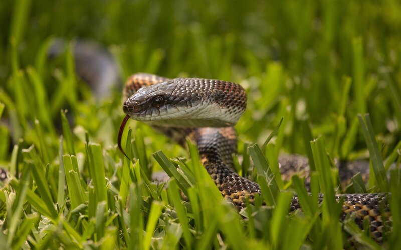 Snake in Grass — Green, Alert, Afternoon