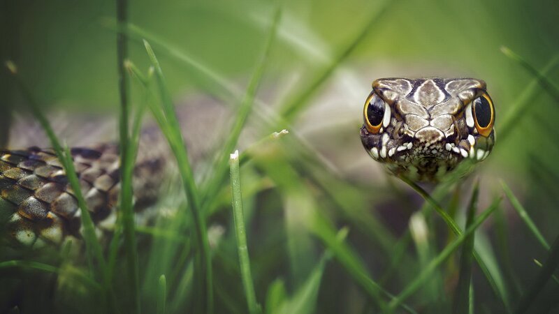 Snake in Grass — Green, Alert