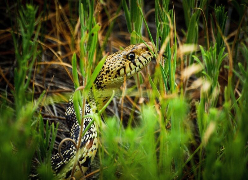 Snake in Grass — Green, Natural, Photograph