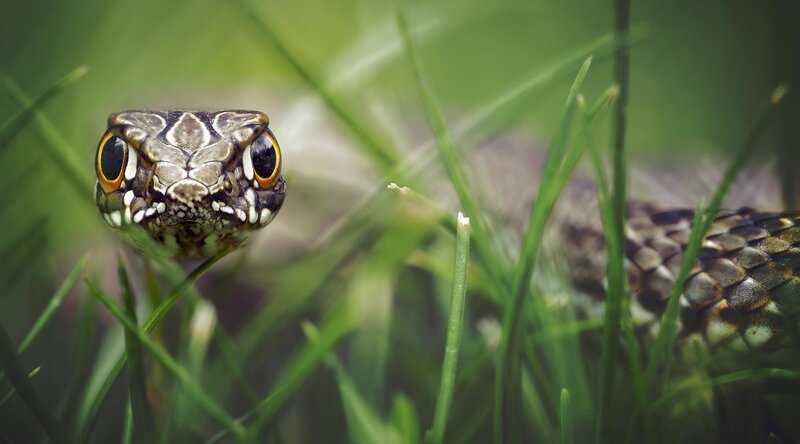 Snake in Grass — Green, Natural