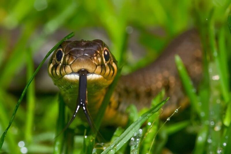 Snake in Grass — Green