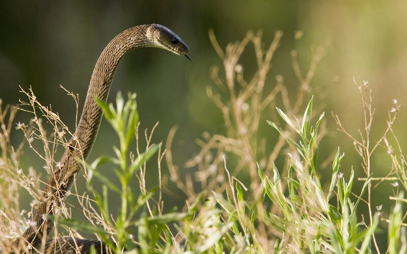 snake in grassy field