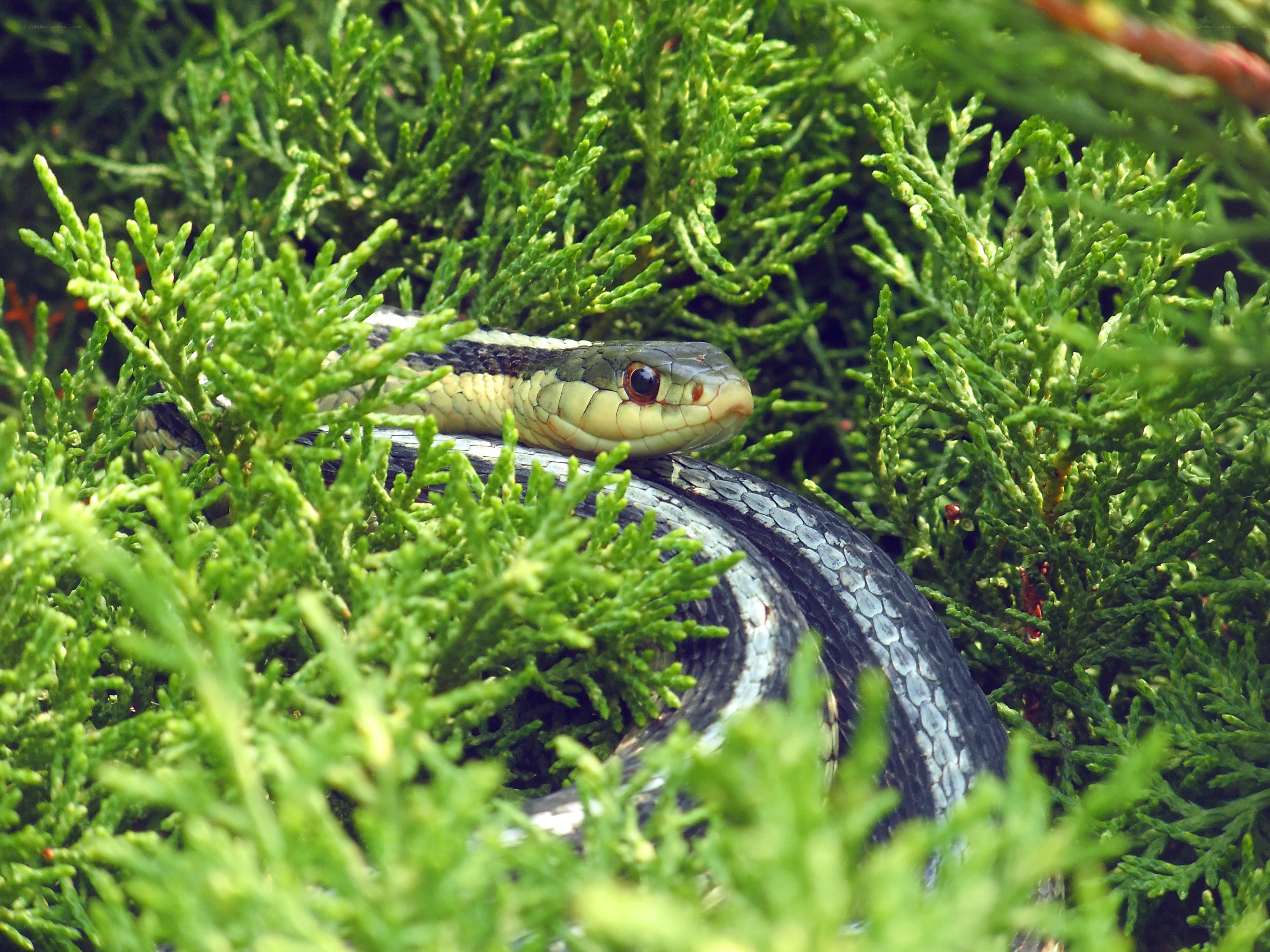 snake in green foliage