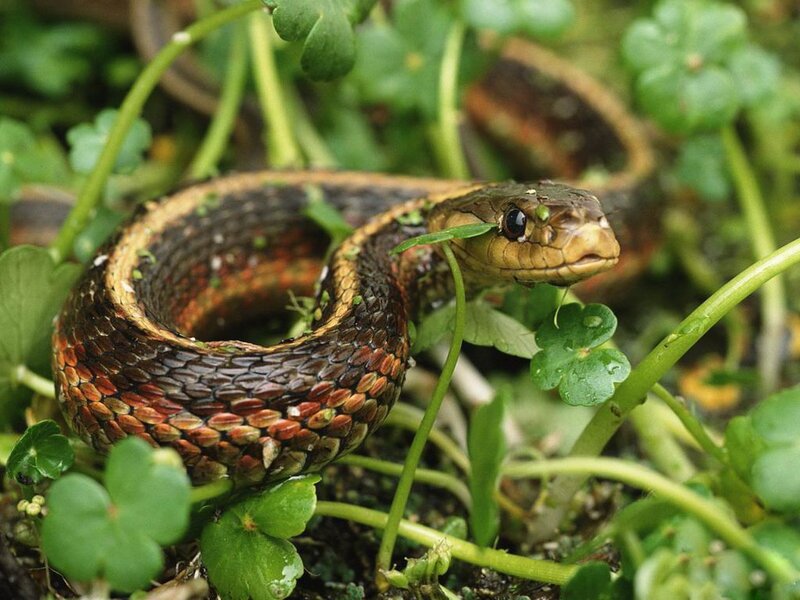 snake in green foliage