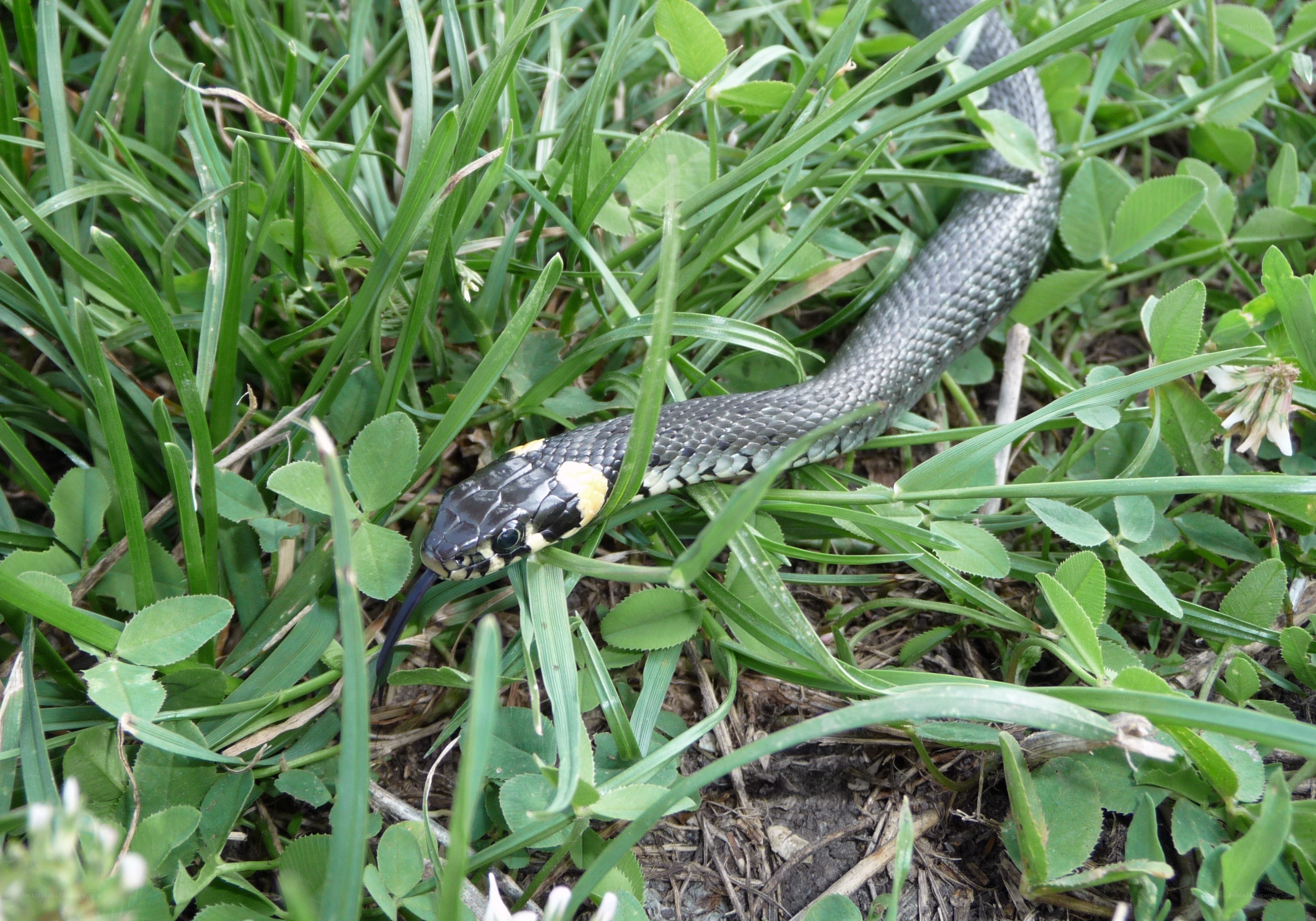 snake in green grass